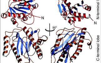 Keeping DNA under wraps