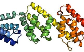 Understanding the Mechanisms of Shigella Flexneri