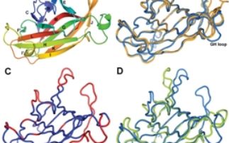 EphA4 – the molecular transformer 