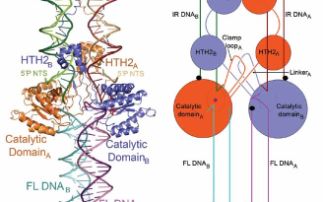 Architecture of a eukaryotic transpososome