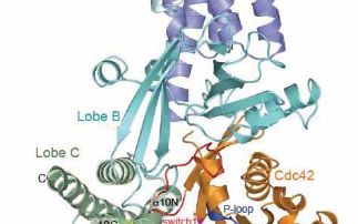 Structural basis for small GTPase guanine nucleotide exchange by DOCK family