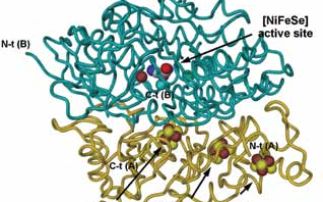 Moving towards a green, hydrogen-based economy: structure of an oxygen-tolerant, highly active hydrogenase