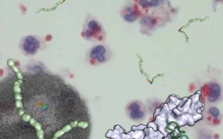 Complex between Neisseria meningitidis factor H binding protein and two domains from human complement factor H