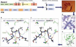 Crystallographic analysis of the interaction of splicing co-regulators polypyrimidine tract binding protein (PTB) and Raver1