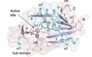 Activation of a front line TB drug