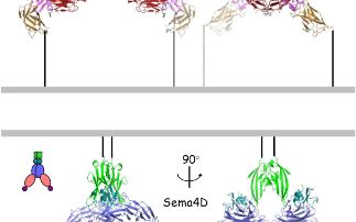 Cell Semaphore