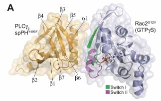 Structural insights into formation of an active signalling complex between Rac and phospholipase C-γ2