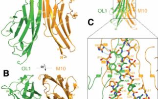 Structural insight into M-band assembly and mechanics from the titinobscurin- like-1 complex