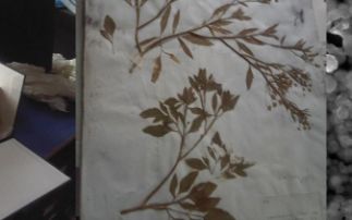 Protecting herbarium staff from mercury contaminated specimens