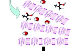 Lamellar nanocomposite films of purple membrane and poly(acrylate)
