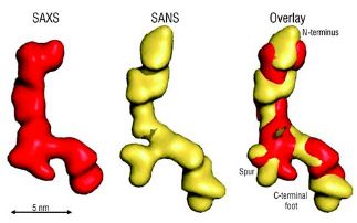 Nanostructure and elastic properties of human tropoelastin