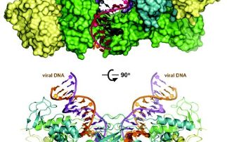 The mechanism of retroviral DNA integration through crystal structures of its key intermediates