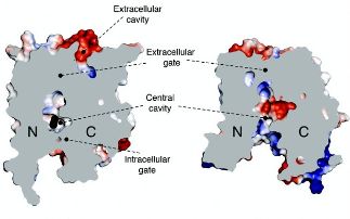 Towards a structural understanding of transport within the proton dependent oligopeptide transporter (POT) family
