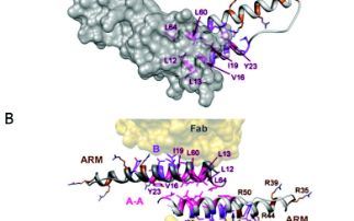 The HIV Rev dimer structure and implications for multimeric binding to the Rev response element