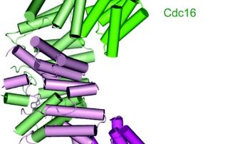 Structures of the TPR subunits of the anaphase promoting complex (APC/C) provide the basis for interpreting a 10 Å cryo-EM map of the APC/C