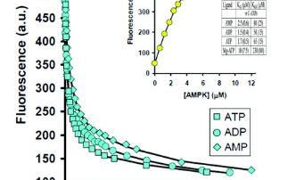 Structure of AMPK and its regulation by ADP