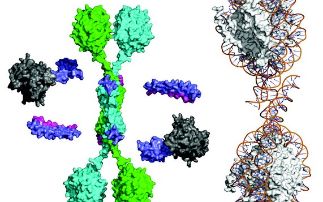 TBL1 serves as a tetrameric scaffold for the assembly of the SMRT/NCoR transcriptional repression machinery