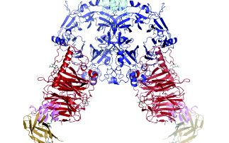 The semaphorin-plexin system: a structural and functional analysis of cell guidance