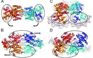 Cooperative binding principles of tetrameric gene regulators revealed by crystal structures of TtgV