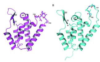 Studying molecular fossils- ancient lentiviral-CypA interactions