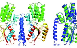 Sugar sensing by our resident gut bacteria