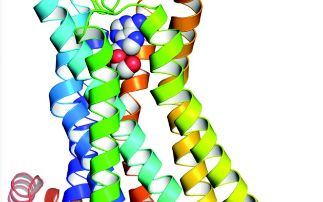 Common features of GPCR activation revealed by crystal structures of agonist-bound adenosine A2A receptor