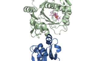 Proteins could offer novel antibiotic target