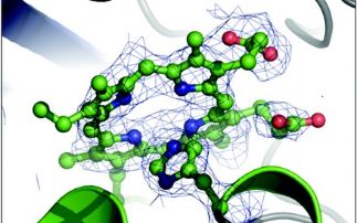 EfeUOB a novel bacterial iron transporter