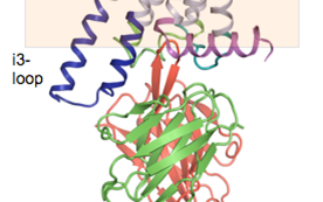 Modulating GPCR activity