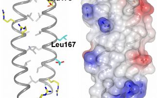 New insights into plant pathogen/host interactions