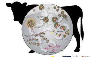 Foot Mouth Virus Lifecycle