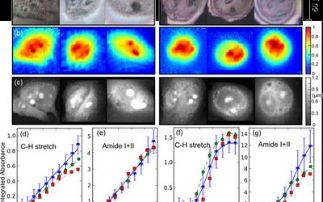 A step towards true quantitative analysis in infrared microscopy: from models to real samples