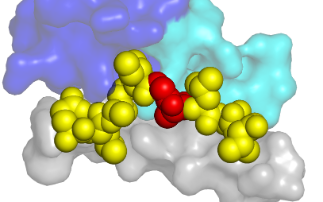 Turning the immune spotlight onto cancer 