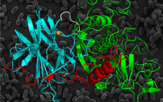 Solving the structural difficulties of C. difficile