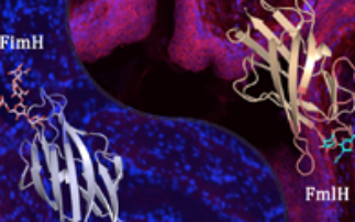 E. coli's adhesive secret
