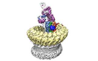 Protein punch a blow for bacteria
