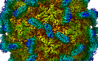 Secrets of the Deadly White-tail Virus Revealed