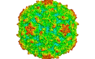 Lighting up a new path for novel synthetic Polio vaccine