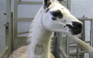 Engineered llama antibodies neutralise COVID-19 virus