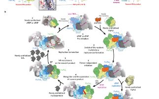 A human protein is essential for spreading Flu