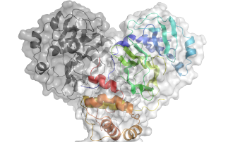 Oxford’s year of science dedicated to unmasking the virus behind COVID-19 and identifying possible treatments