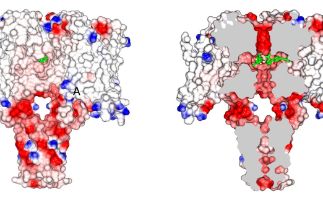 High-resolution structural studies highlight why CBD helps some people with epilepsy 