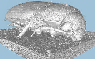 Critical data from millions of insect specimens to be unlocked through cutting-edge 3D imaging technology