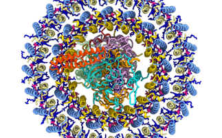 Scientists show how an enigmatic bacterium from the Gobi desert harvests solar energy