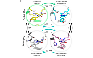 12,000th paper from the UK’s synchrotron pushes the boundaries of studying proteins in motion