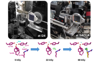 Using X-rays to understand how marine bacteria manage iron scarcity making it the most successful photosynthetic organism on Earth