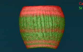 “Stripy” algae tell us more about possibilities in material design 