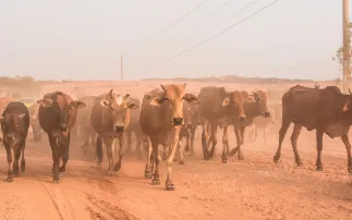 New foot-and-mouth disease vaccine could save global livestock billions each year