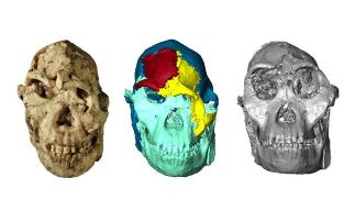 Little Foot fossil scanned at Diamond gets a virtual facelift