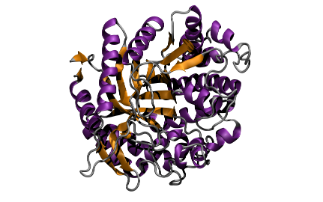 Enhancing enzyme activity in ionic solvents